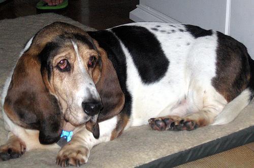 https://images.dog.ceo/breeds/hound-basset/n02088238_6017.jpg