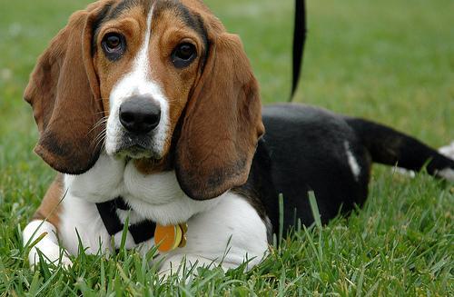 https://images.dog.ceo/breeds/hound-basset/n02088238_6035.jpg