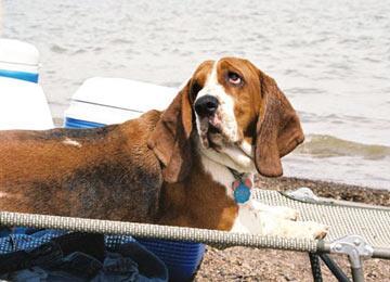 https://images.dog.ceo/breeds/hound-basset/n02088238_6161.jpg