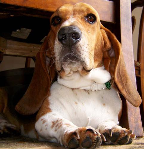 https://images.dog.ceo/breeds/hound-basset/n02088238_6532.jpg