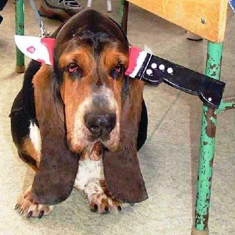 https://images.dog.ceo/breeds/hound-basset/n02088238_657.jpg