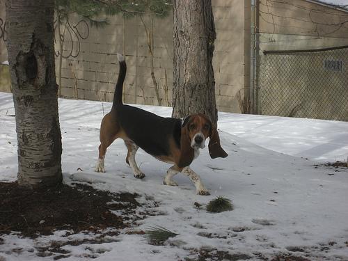 https://images.dog.ceo/breeds/hound-basset/n02088238_664.jpg