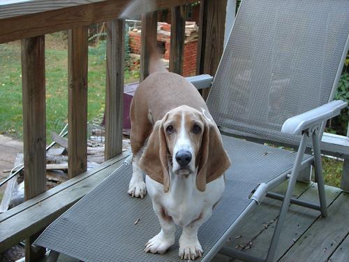 https://images.dog.ceo/breeds/hound-basset/n02088238_665.jpg