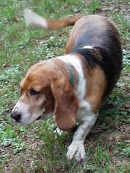 https://images.dog.ceo/breeds/hound-basset/n02088238_6707.jpg