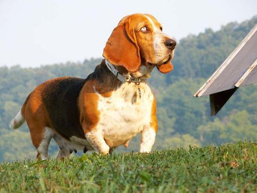 https://images.dog.ceo/breeds/hound-basset/n02088238_6708.jpg