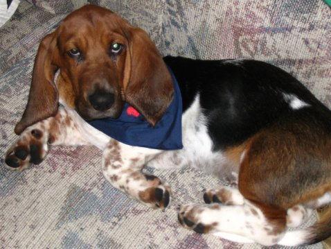 https://images.dog.ceo/breeds/hound-basset/n02088238_6812.jpg