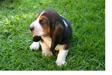 https://images.dog.ceo/breeds/hound-basset/n02088238_7131.jpg