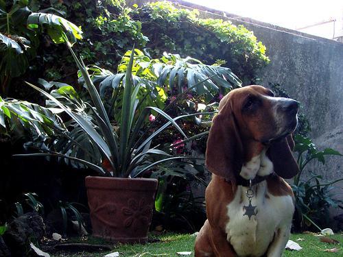 https://images.dog.ceo/breeds/hound-basset/n02088238_7181.jpg