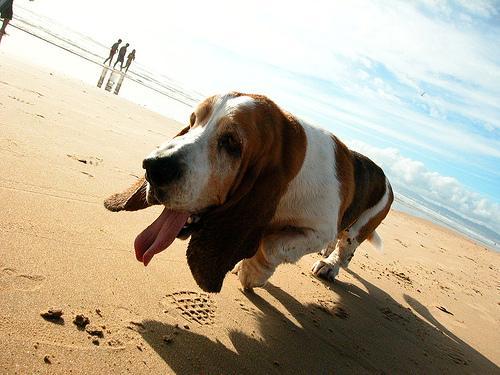 https://images.dog.ceo/breeds/hound-basset/n02088238_7232.jpg