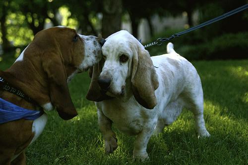 https://images.dog.ceo/breeds/hound-basset/n02088238_7233.jpg