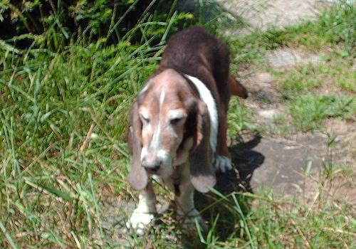 https://images.dog.ceo/breeds/hound-basset/n02088238_7553.jpg