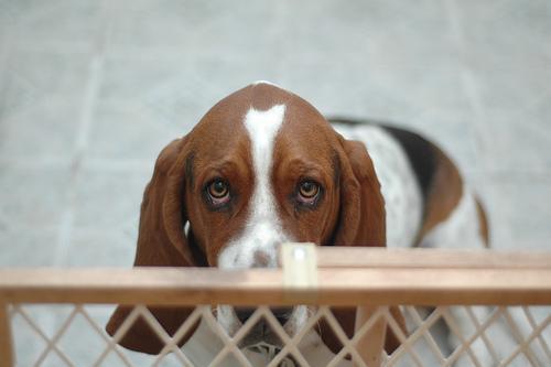 https://images.dog.ceo/breeds/hound-basset/n02088238_7741.jpg