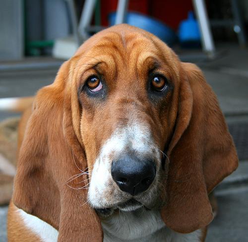 https://images.dog.ceo/breeds/hound-basset/n02088238_8140.jpg