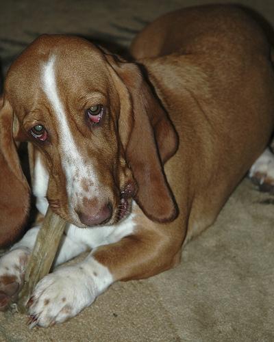 https://images.dog.ceo/breeds/hound-basset/n02088238_8480.jpg