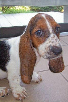 https://images.dog.ceo/breeds/hound-basset/n02088238_8520.jpg