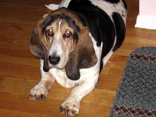 https://images.dog.ceo/breeds/hound-basset/n02088238_8839.jpg