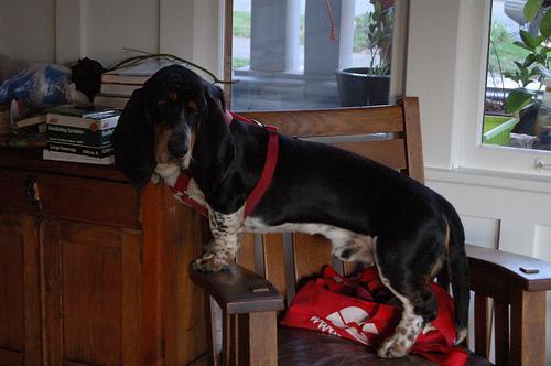 https://images.dog.ceo/breeds/hound-basset/n02088238_9015.jpg