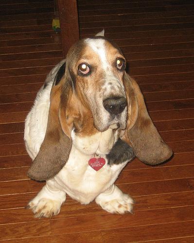 https://images.dog.ceo/breeds/hound-basset/n02088238_9025.jpg