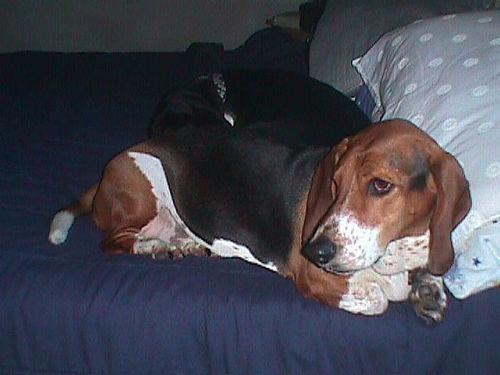 https://images.dog.ceo/breeds/hound-basset/n02088238_9154.jpg