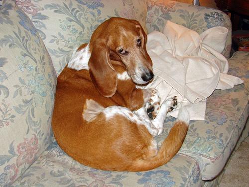 https://images.dog.ceo/breeds/hound-basset/n02088238_9162.jpg