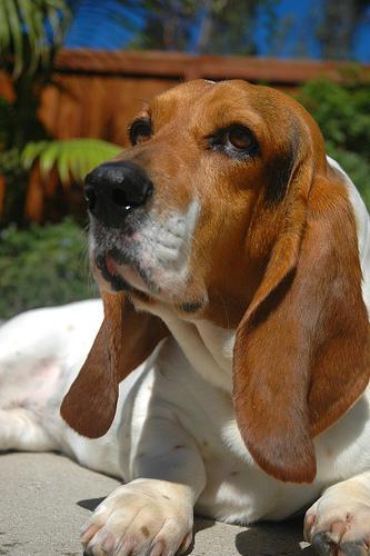 https://images.dog.ceo/breeds/hound-basset/n02088238_9257.jpg