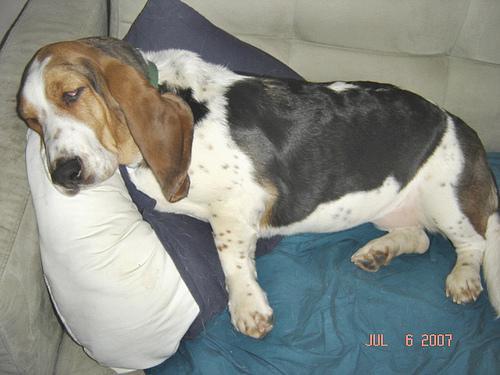 https://images.dog.ceo/breeds/hound-basset/n02088238_9292.jpg