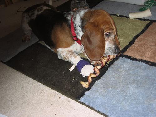 https://images.dog.ceo/breeds/hound-basset/n02088238_9332.jpg