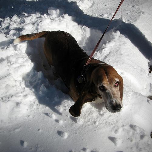 https://images.dog.ceo/breeds/hound-basset/n02088238_9351.jpg