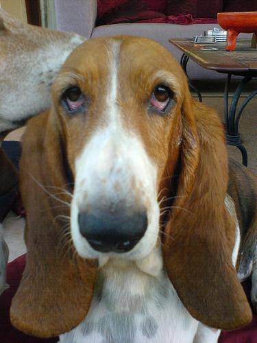 https://images.dog.ceo/breeds/hound-basset/n02088238_9446.jpg