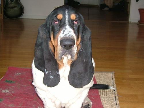 https://images.dog.ceo/breeds/hound-basset/n02088238_9467.jpg