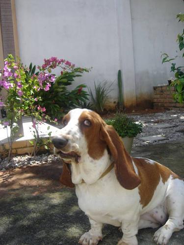 https://images.dog.ceo/breeds/hound-basset/n02088238_9529.jpg