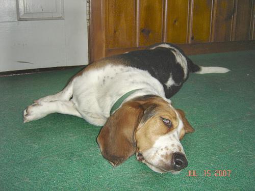 https://images.dog.ceo/breeds/hound-basset/n02088238_9585.jpg