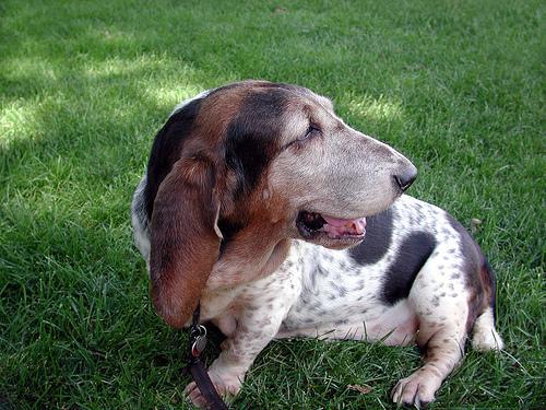 https://images.dog.ceo/breeds/hound-basset/n02088238_9590.jpg