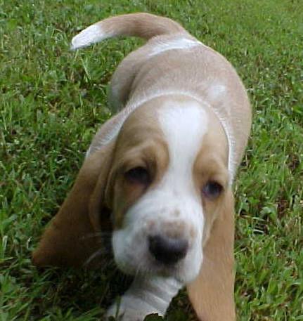 https://images.dog.ceo/breeds/hound-basset/n02088238_9595.jpg