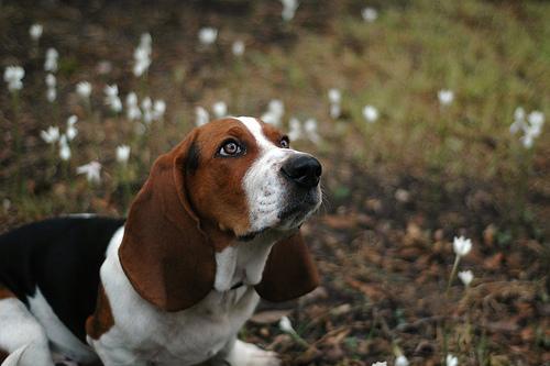 https://images.dog.ceo/breeds/hound-basset/n02088238_9626.jpg