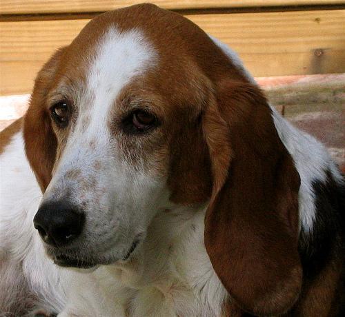 https://images.dog.ceo/breeds/hound-basset/n02088238_9635.jpg