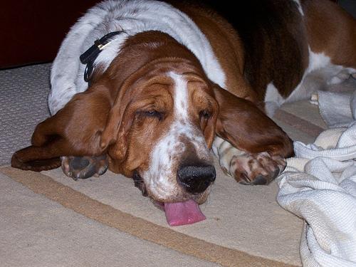 https://images.dog.ceo/breeds/hound-basset/n02088238_9691.jpg