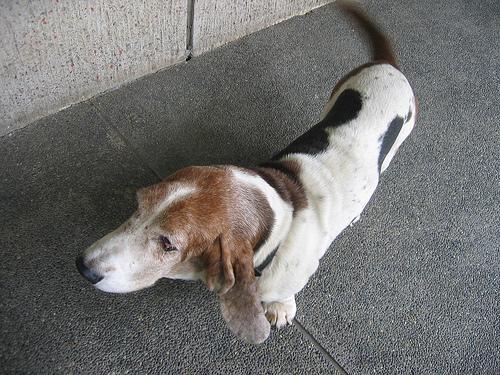 https://images.dog.ceo/breeds/hound-basset/n02088238_9701.jpg