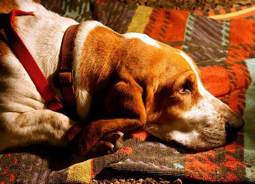 https://images.dog.ceo/breeds/hound-basset/n02088238_9751.jpg