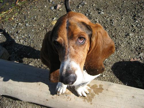 https://images.dog.ceo/breeds/hound-basset/n02088238_9797.jpg