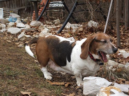 https://images.dog.ceo/breeds/hound-basset/n02088238_9815.jpg