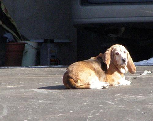 https://images.dog.ceo/breeds/hound-basset/n02088238_9922.jpg