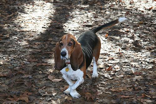 https://images.dog.ceo/breeds/hound-basset/n02088238_9994.jpg