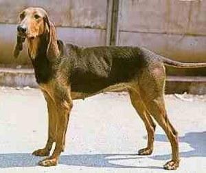 https://images.dog.ceo/breeds/hound-blood/n02088466_12388.jpg