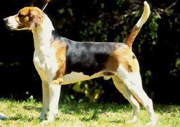 https://images.dog.ceo/breeds/hound-english/n02089973_1255.jpg