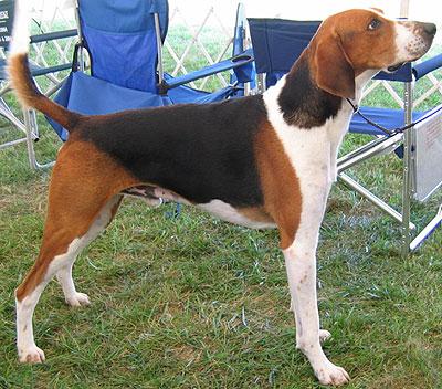 https://images.dog.ceo/breeds/hound-english/n02089973_1516.jpg