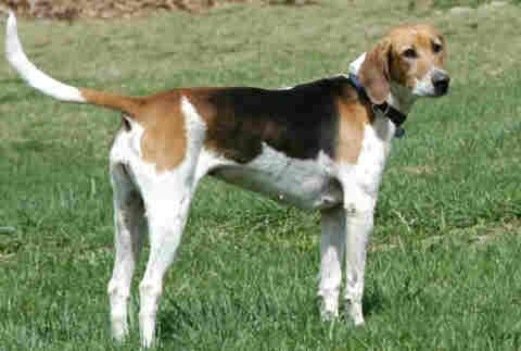 https://images.dog.ceo/breeds/hound-english/n02089973_1733.jpg