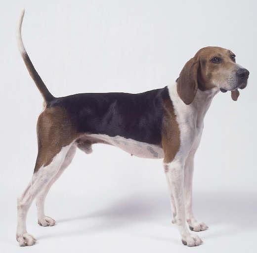 https://images.dog.ceo/breeds/hound-english/n02089973_1763.jpg