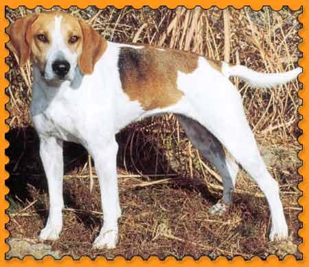 https://images.dog.ceo/breeds/hound-english/n02089973_208.jpg