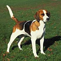 https://images.dog.ceo/breeds/hound-english/n02089973_2110.jpg